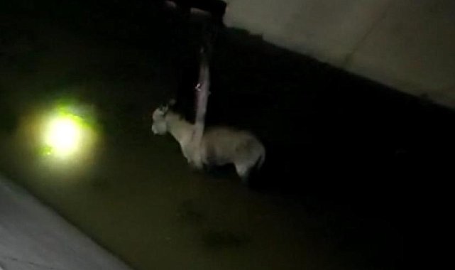 Diyarbakır'da mazgala sıkışan köpek ve sulama kanılan düşen eşek böyle kurtarıldı